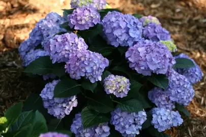 Hydrangea macrophylla Growth Rate.