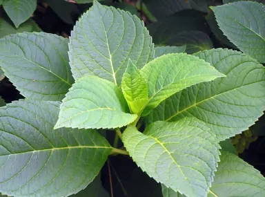 Hydrangea macrophylla Leaves.