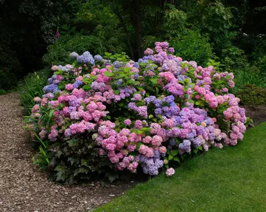 Hydrangea macrophylla Size.