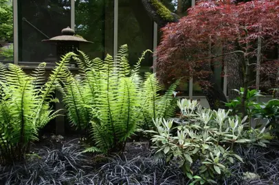 Incorporating Black Mondo Grass into Your Garden.