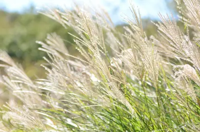 Is Miscanthus Grass Fast Growing?