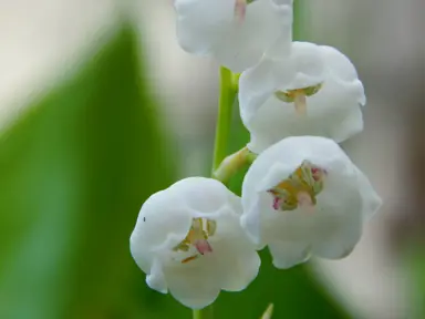 Is Smelling Lily Of The Valley Poisonous?