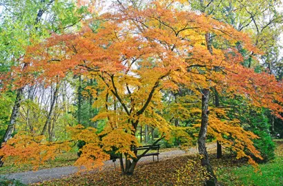 Japanese Maple Care.