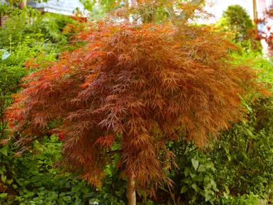 Japanese Maple Popularity in Urban Gardens.