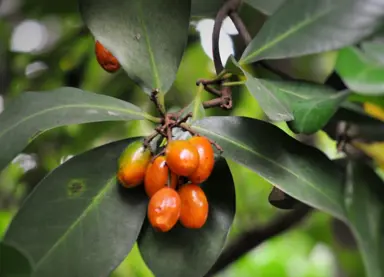 Karaka Berry Tree.