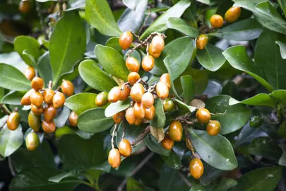 Karaka Tree Berries.