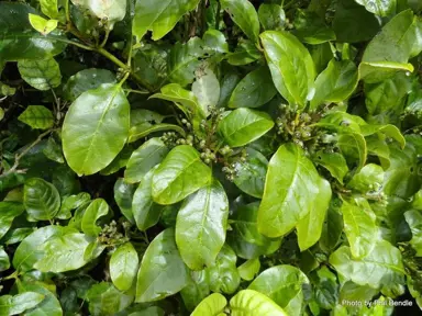 Karamu (Coprosma robusta) How To Guides | By Plant Experts