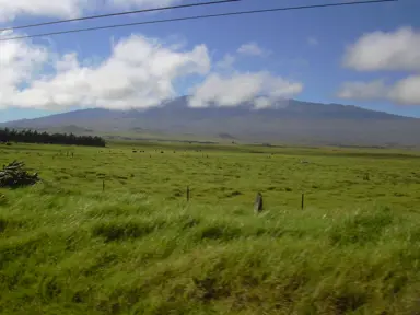 Kikuyu Grass Environmental Impact.