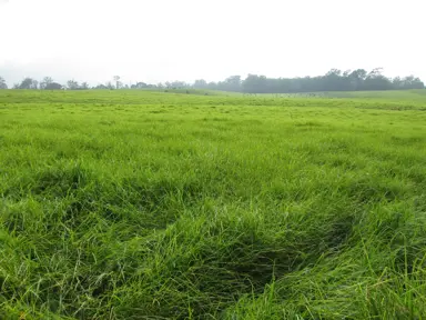 Kikuyu Grass vs. Kaikoura Grass.