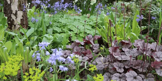 Landscaping With Coral Bells.