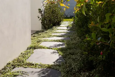 Landscaping with Ground Cover.