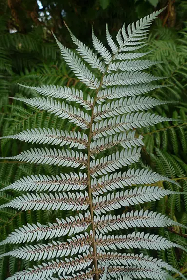 What Is The Latin Name For The Silver Fern Plant?