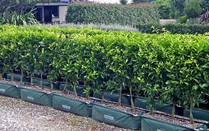 Lemon Tree Hedge.