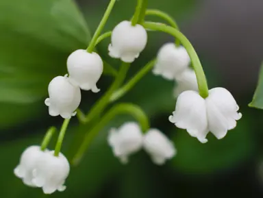 Lily Of The Valley Symbolism and Cultural Significance.