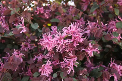 Loropetalum Hedge Spacing.