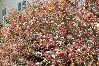 Troubleshooting Common Loropetalum Problems.