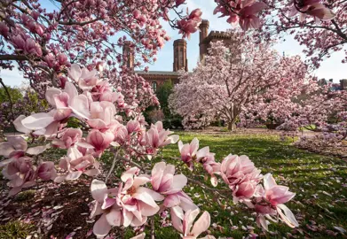 How Often Do Magnolia Flowers Bloom?