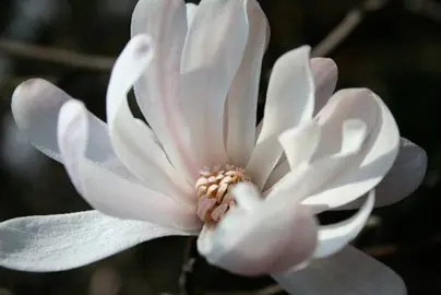 Do Magnolia Flowers Have A Scent?