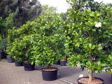 What Is The Growth Rate Of Magnolia Grandiflora?