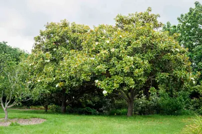 What Height Does Magnolia Grandiflora Grow To?