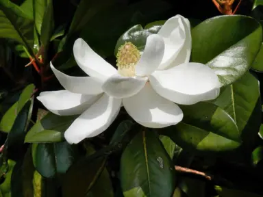 Magnolia grandiflora Information.