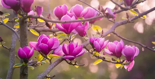 What Conditions Do Magnolias Like To Grow In?