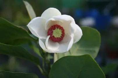 Are Magnolias Native To New Zealand?