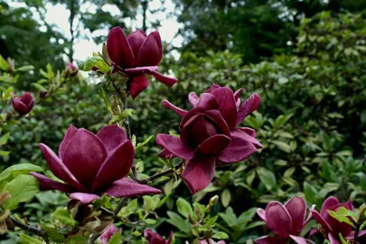 Magnolia Species & Different Types Of Magnolia Trees.