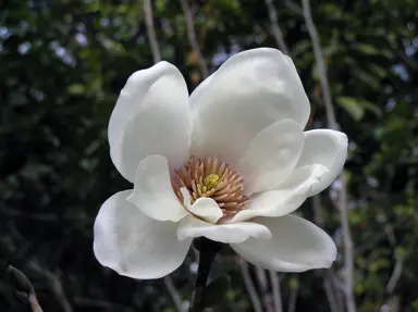 Which Magnolia Has The Strongest Scent?