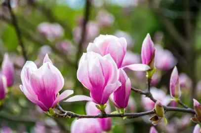 Magnolia Tree Database - The Plant Company.