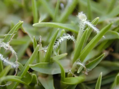 Managing Kikuyu Grass.