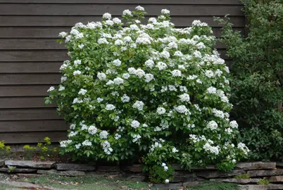 Where Is The Best Place To Plant Mexican Orange Blossom?