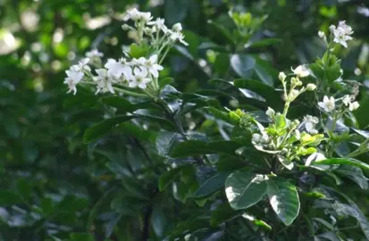 Is Mexican Orange Blossom Poisonous?