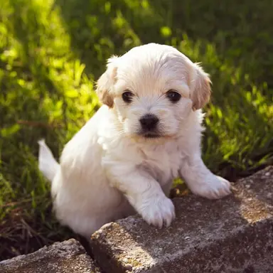 Is Mexican Orange Blossom Poisonous To Dogs?