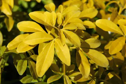 Why Are My Mexican Orange Blossom Leaves Turning Yellow?