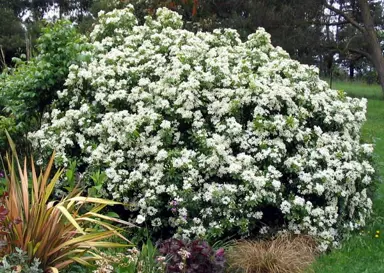 What Is The Mexican Orange Plant?