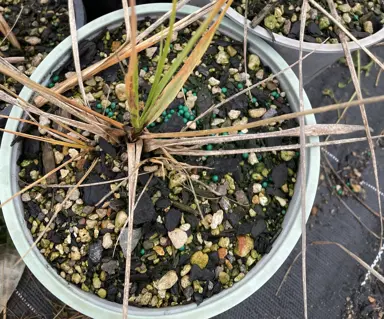 Plant Dieback On Miniature Toetoe.