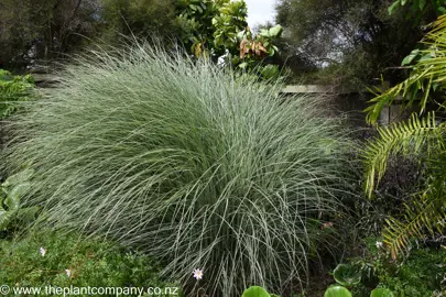 Miscanthus Grass Maintenance and Care.