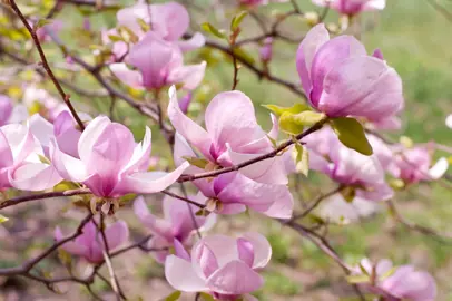 What Month Is Best To Plant A Magnolia Tree?