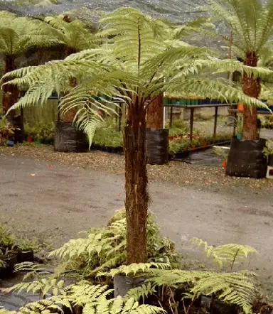 What Is The Most Beautiful Tree Fern?