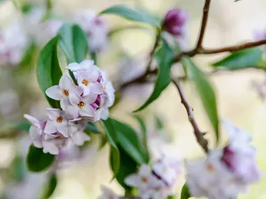 What Is The Most Fragrant Daphne?