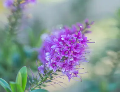 Most Popular Plants For A NZ Native Garden.