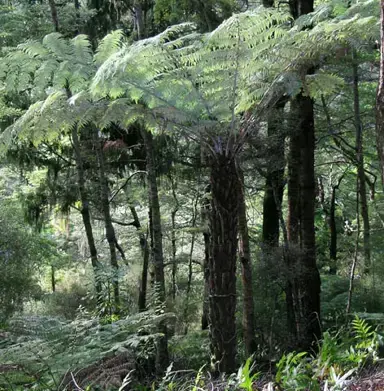 What Is The Most Popular Tree Fern?