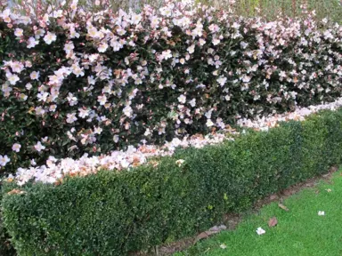 Narrow Camellia Hedges.