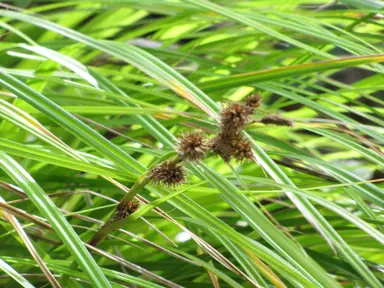 Native Grasses of New Zealand.