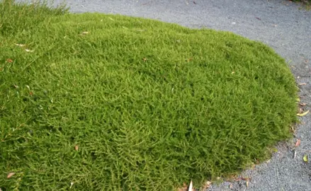 Native Ground Cover Plants.