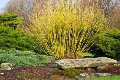 Top Non-Native Shrubs for Wet Areas in NZ.