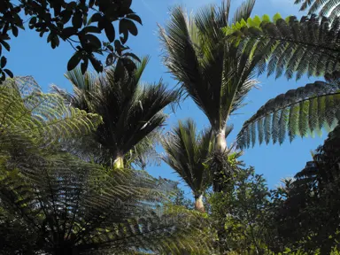 NZ Native Palm Trees.