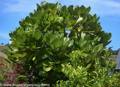 NZ Native Tree Photos.