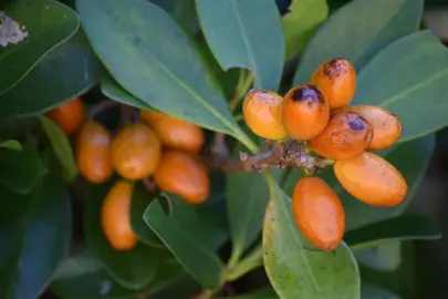 NZ Native Tree With Orange Berries.